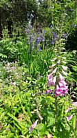 Herbaceous bed May 2017